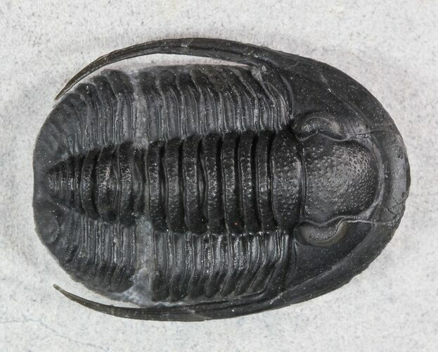 Cornuproetus Trilobite - Excellent Specimen #48483